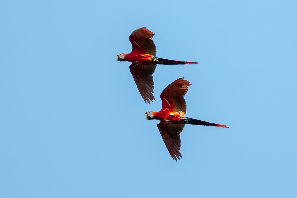 Scarlet Macaw - ML127433051