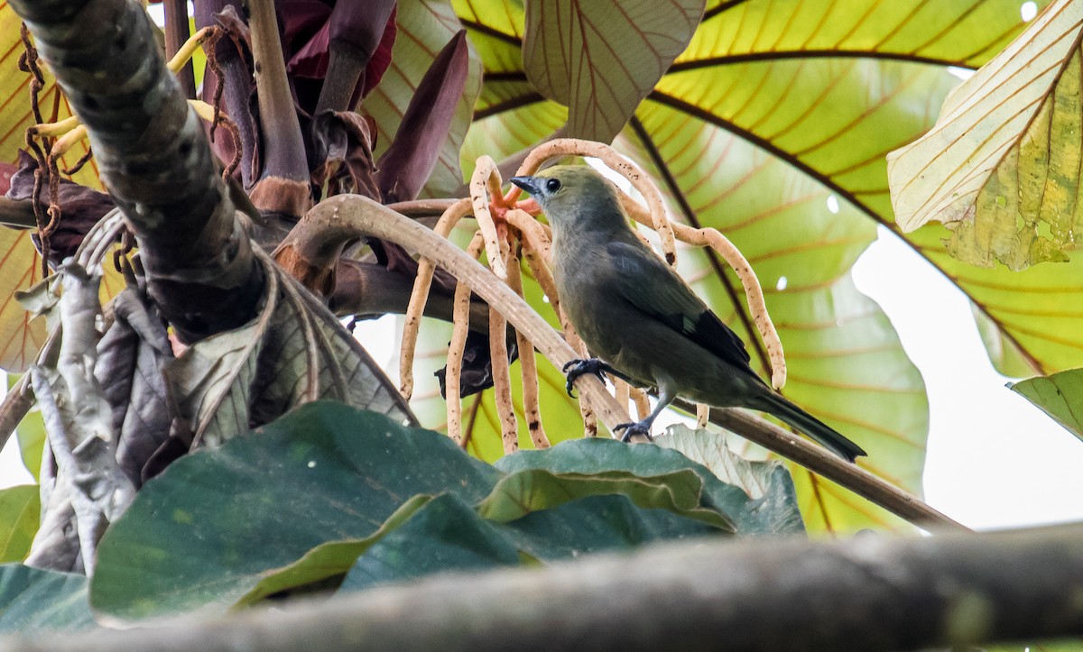 Palm Tanager - ML127433061