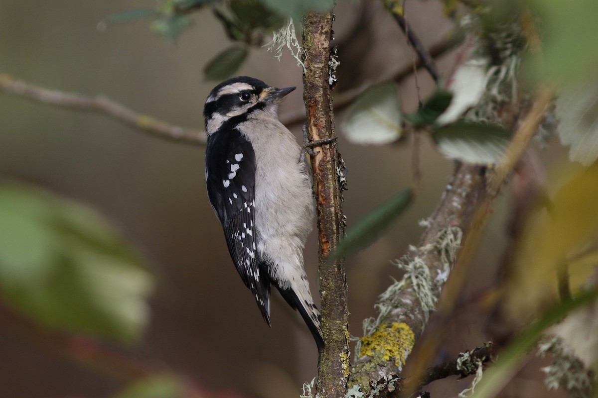 Downy Woodpecker (Pacific) - John C Sullivan