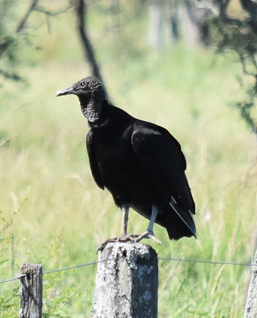 Black Vulture - andres ebel