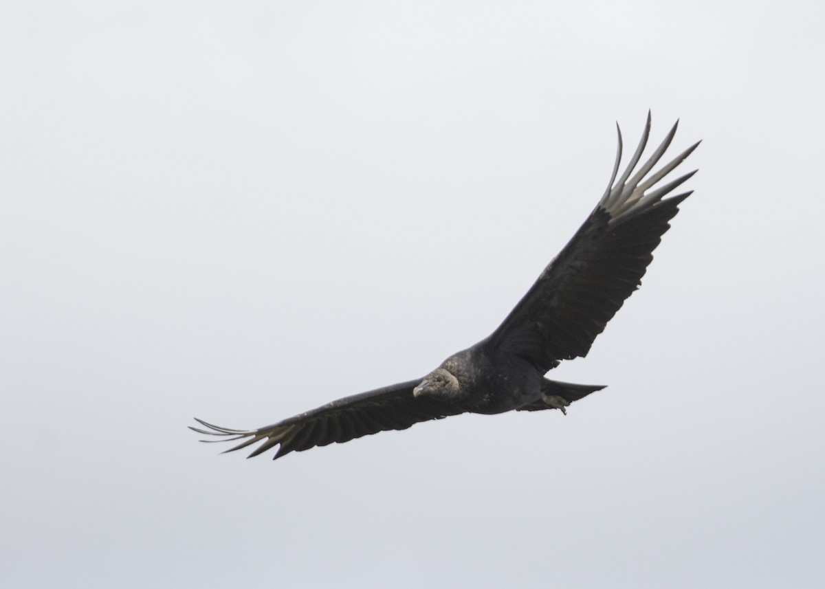 Black Vulture - Martín  Perez