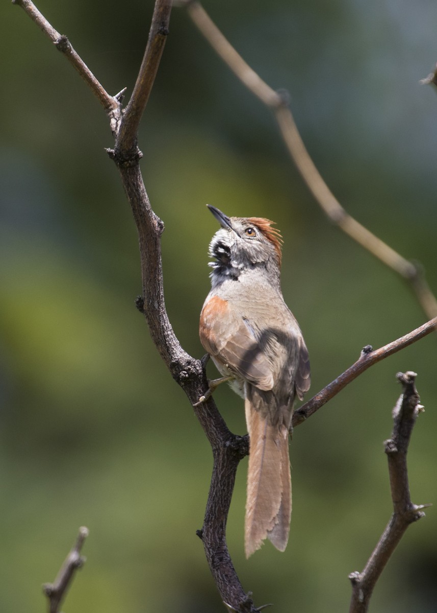 Pale-breasted Spinetail - Martín  Perez