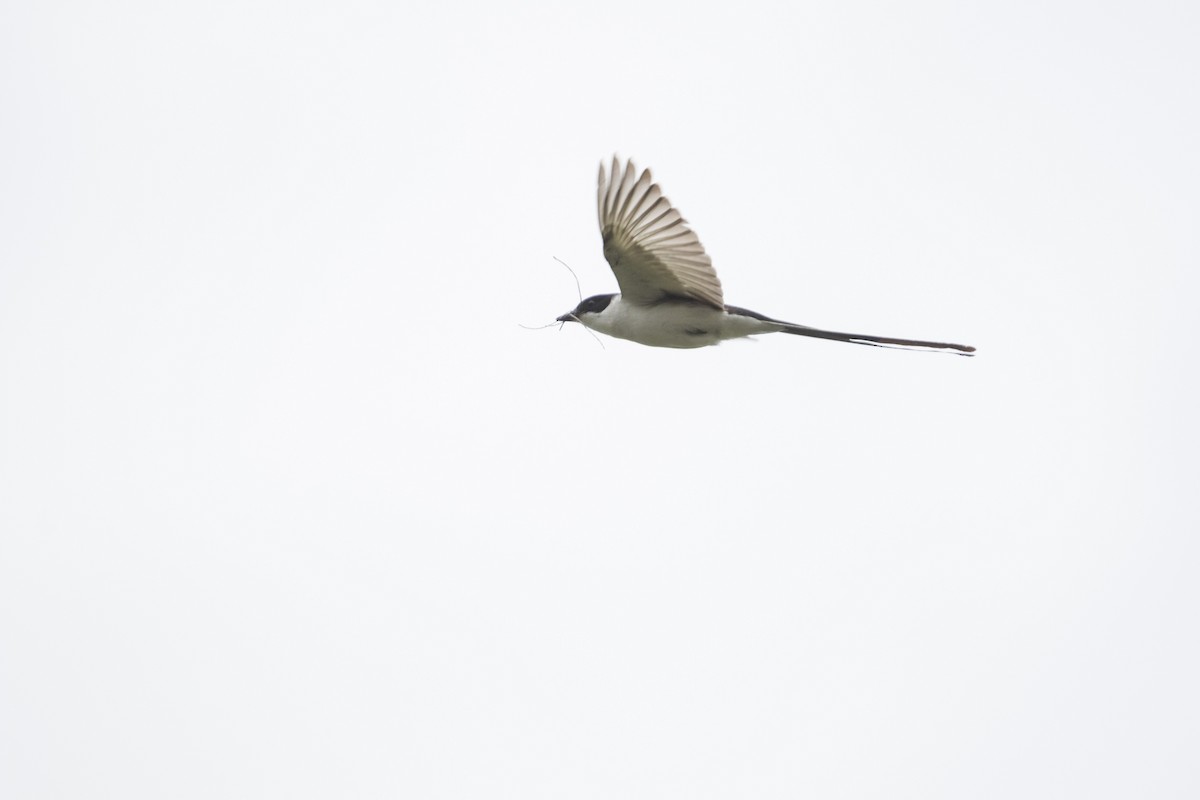 Fork-tailed Flycatcher - Martín  Perez
