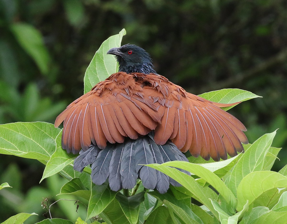 Greater Coucal - ML127437721