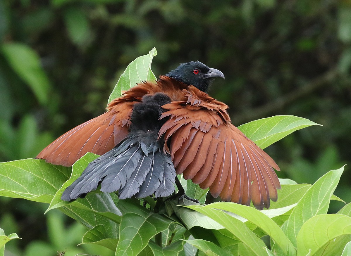 Greater Coucal - ML127437741