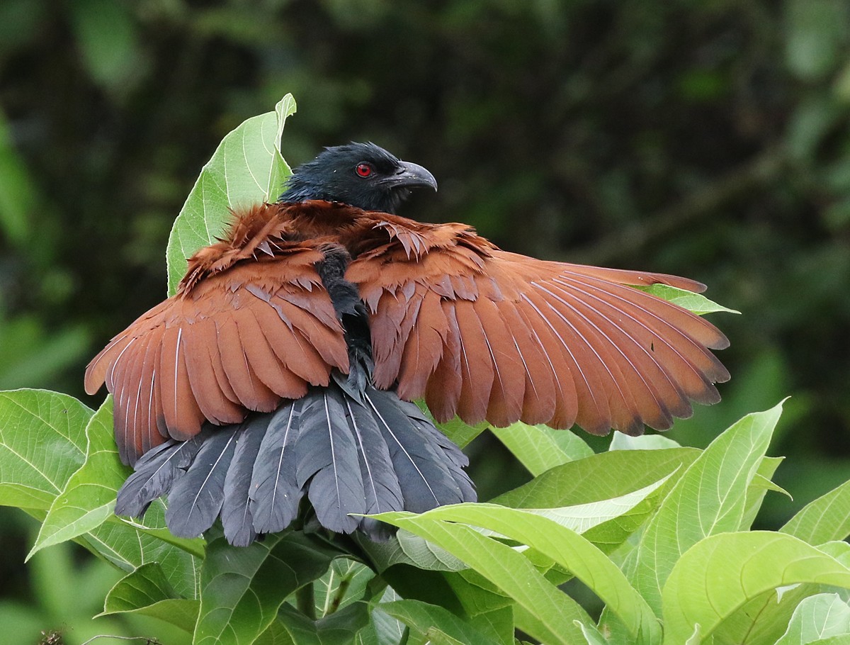 Greater Coucal - Dave Bakewell