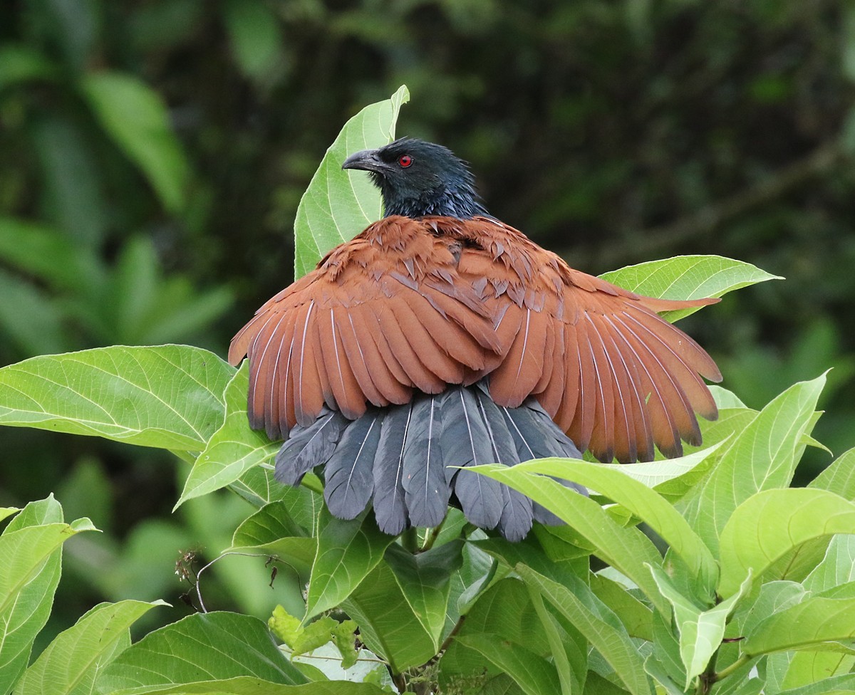 Greater Coucal - ML127437761