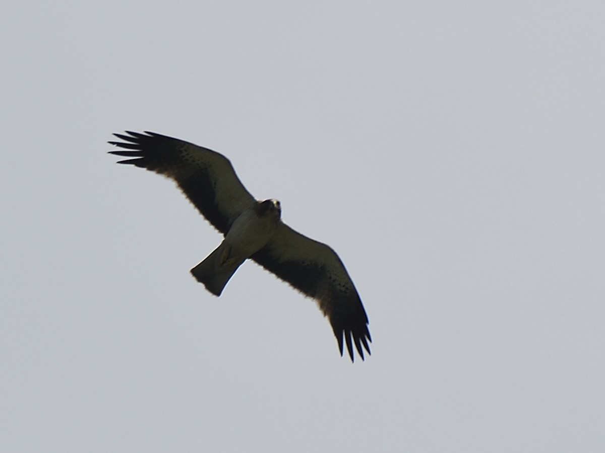 Booted Eagle - Polly Kalamassery