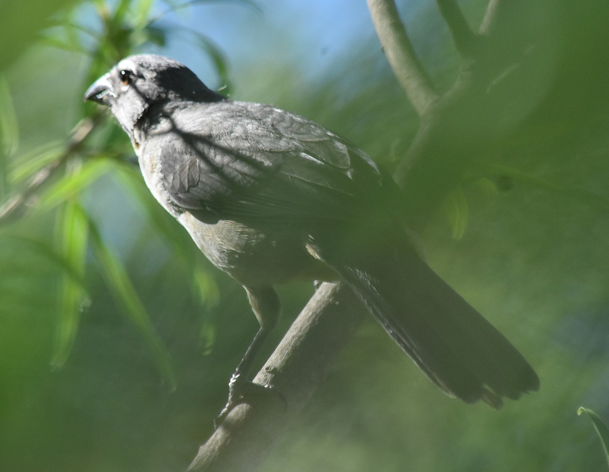 Bluish-gray Saltator - andres ebel