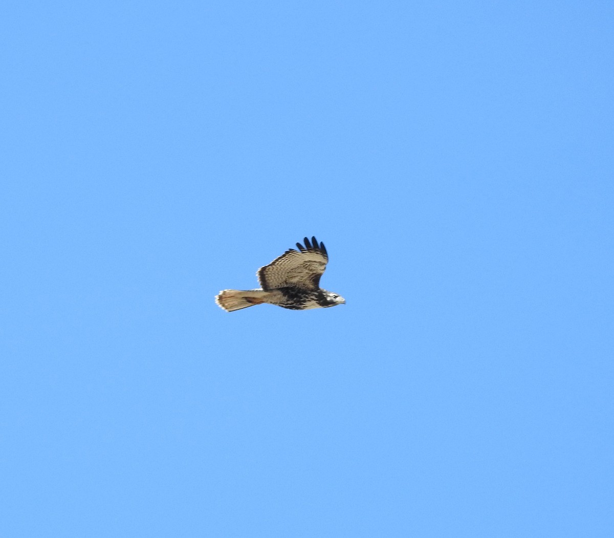 Red-tailed Hawk - ML127445881
