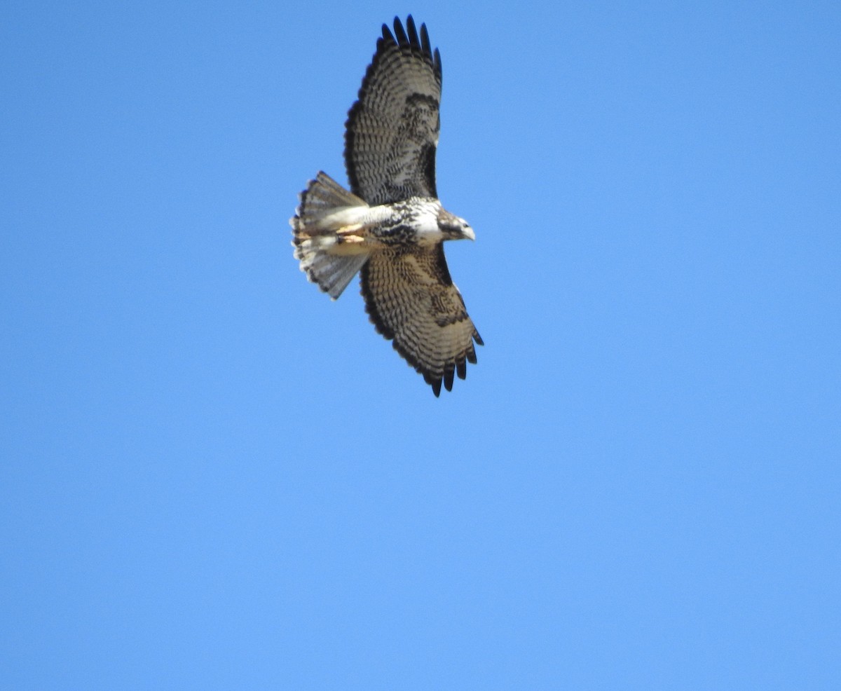 Red-tailed Hawk - ML127445901
