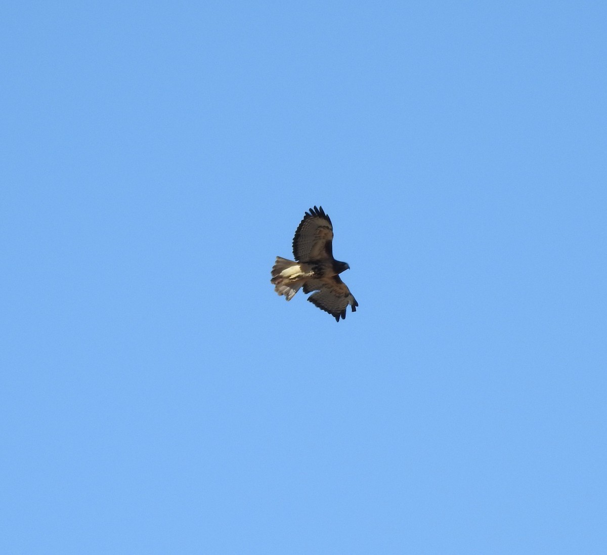 Red-tailed Hawk - ML127445931