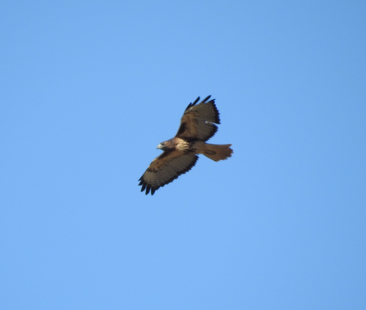 Red-tailed Hawk - ML127445941