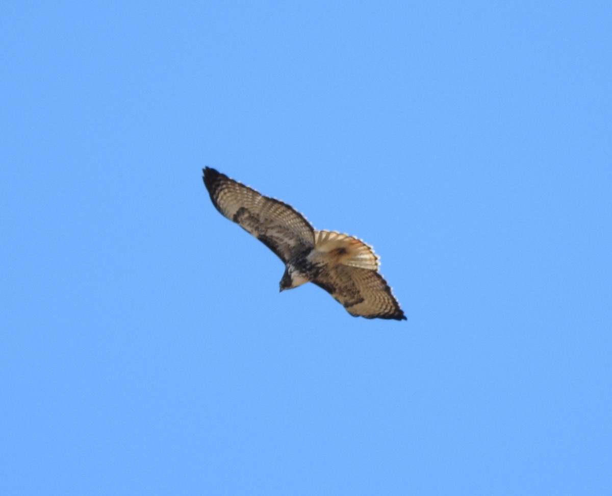 Red-tailed Hawk - ML127445961