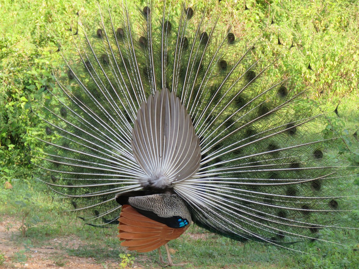 Indian Peafowl - ML127447641