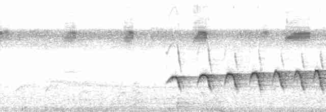 Nordamazonien-Ameisenschnäpper - ML127448
