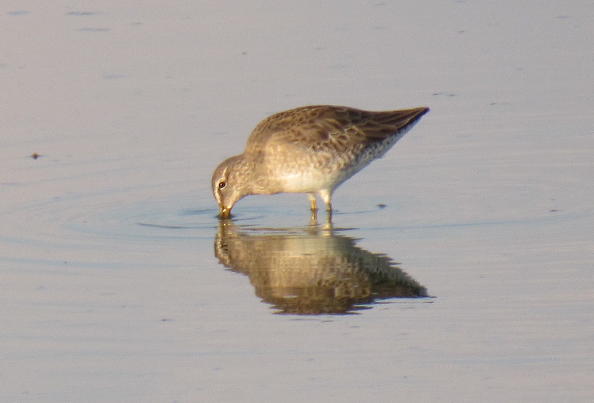 Long-billed Dowitcher - ML127448661