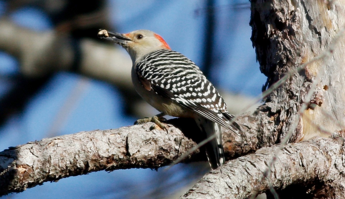 Red-bellied Woodpecker - Gary Jarvis