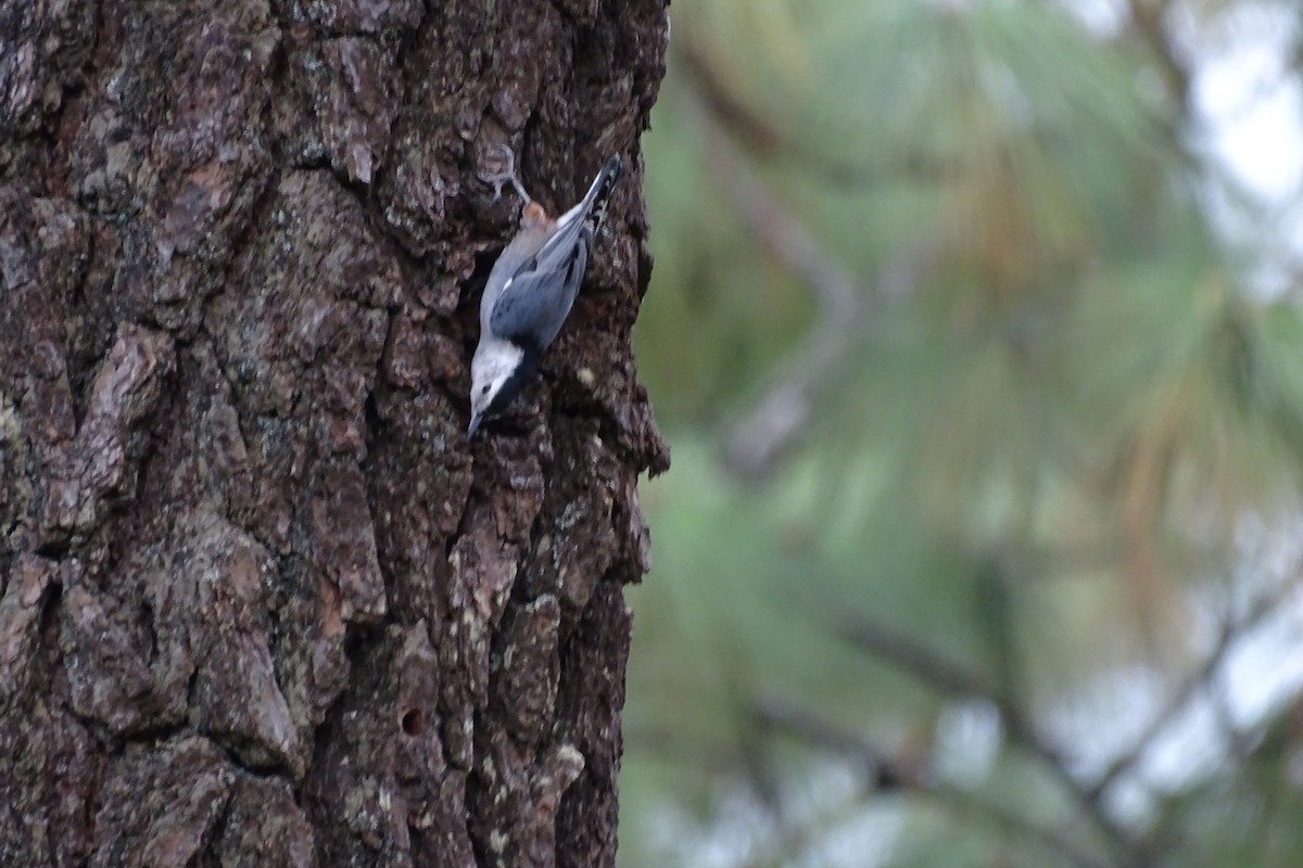 White-breasted Nuthatch - ML127449891