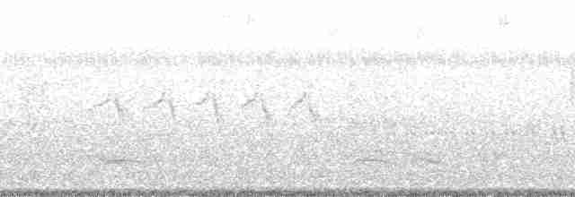 Güneyli Bıyıksız Tiranulet [pusillum grubu] - ML127451