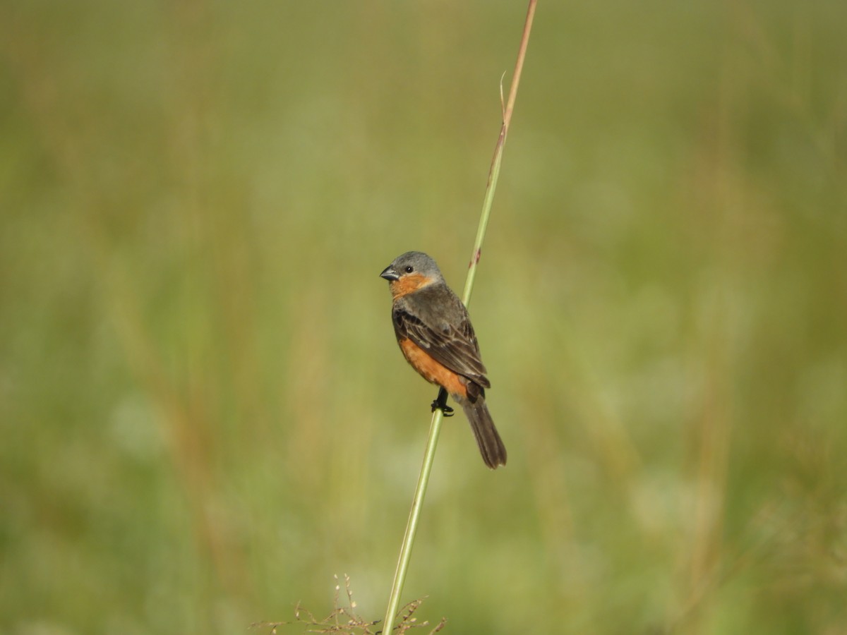 Tawny-bellied Seedeater - ML127451971
