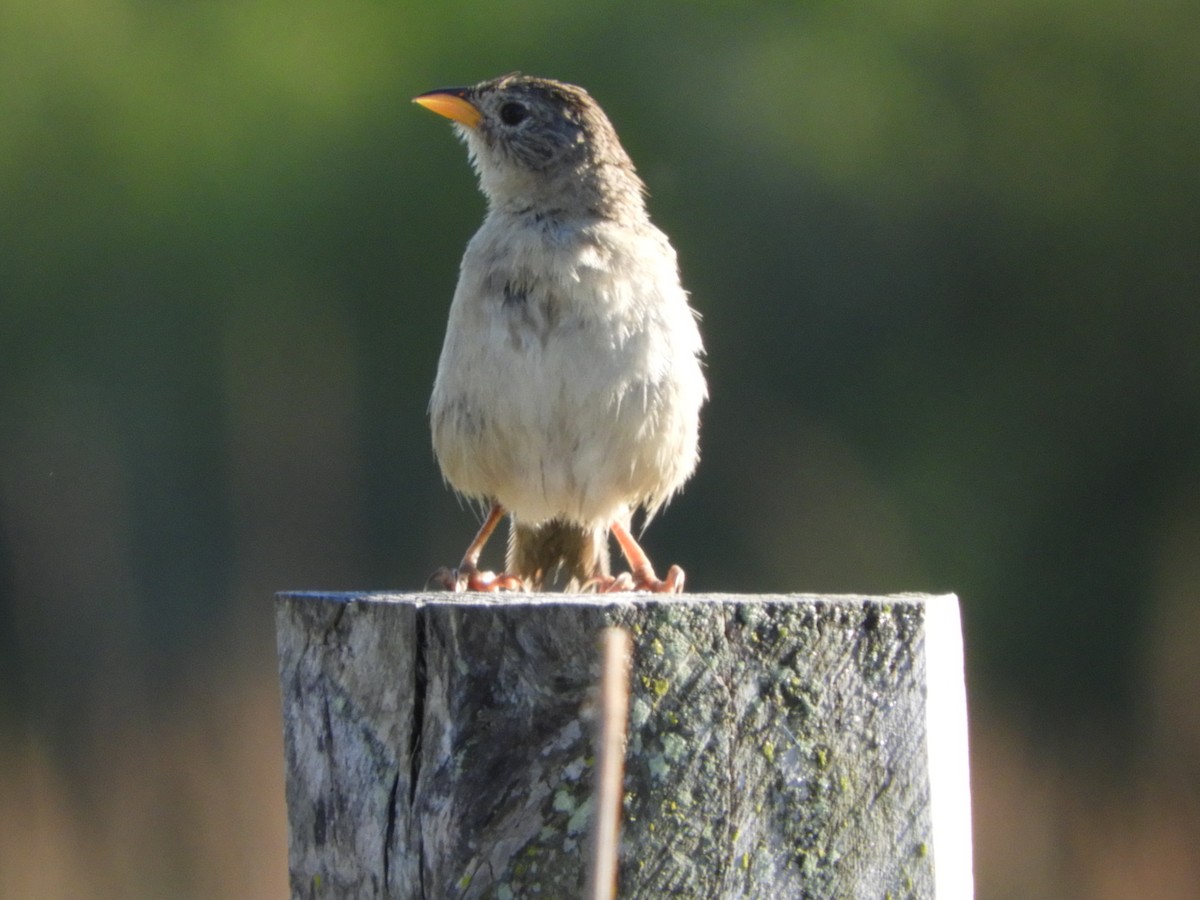 Wedge-tailed Grass-Finch - ML127452131