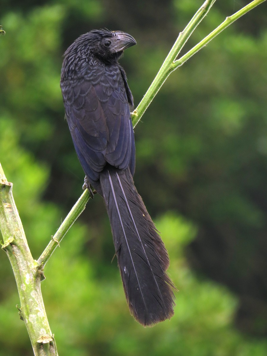 Groove-billed Ani - WS Barbour