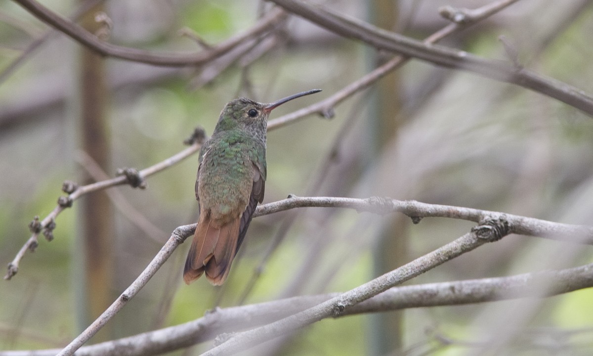 Buff-bellied Hummingbird (Northern) - Brian Sullivan
