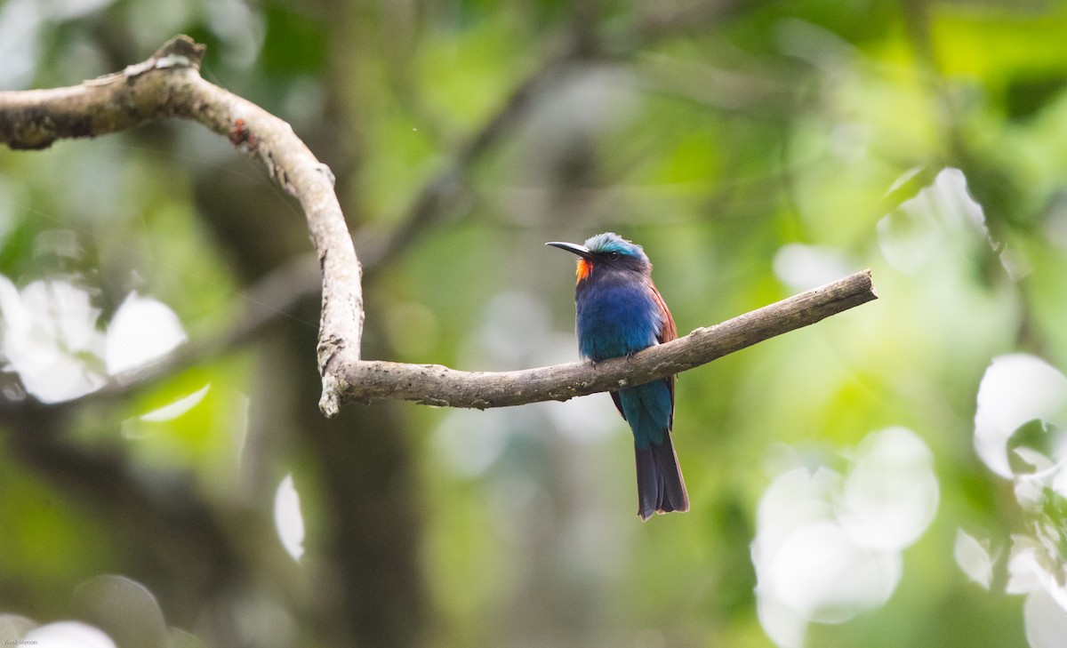 Blue-headed Bee-eater - Vivek Menon