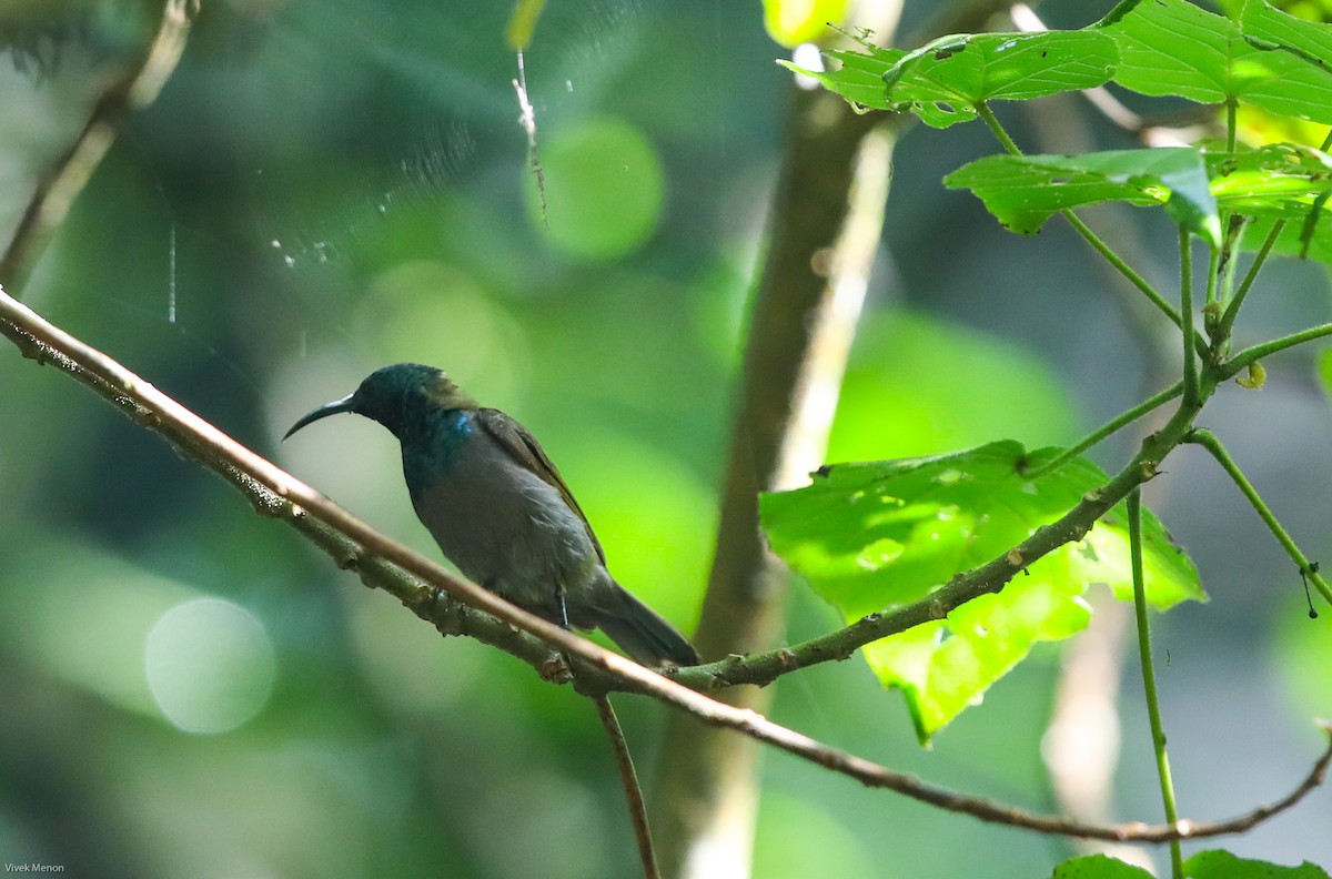Green-headed Sunbird - Vivek Menon
