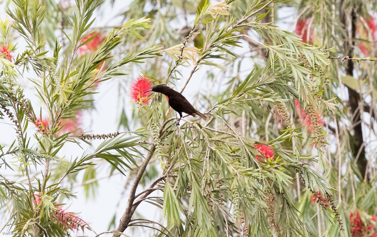 Scarlet-chested Sunbird - Vivek Menon