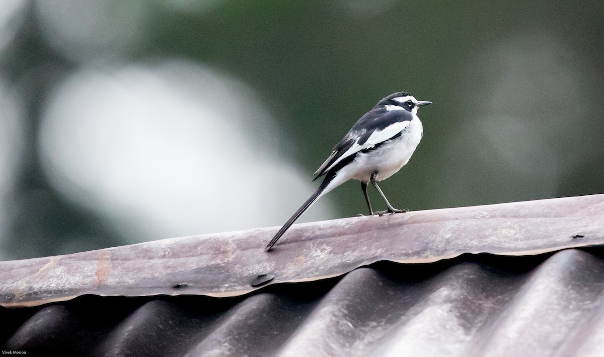 African Pied Wagtail - Vivek Menon