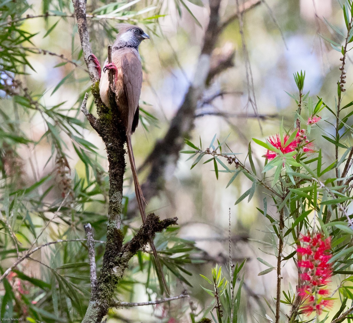 Speckled Mousebird - ML127456981
