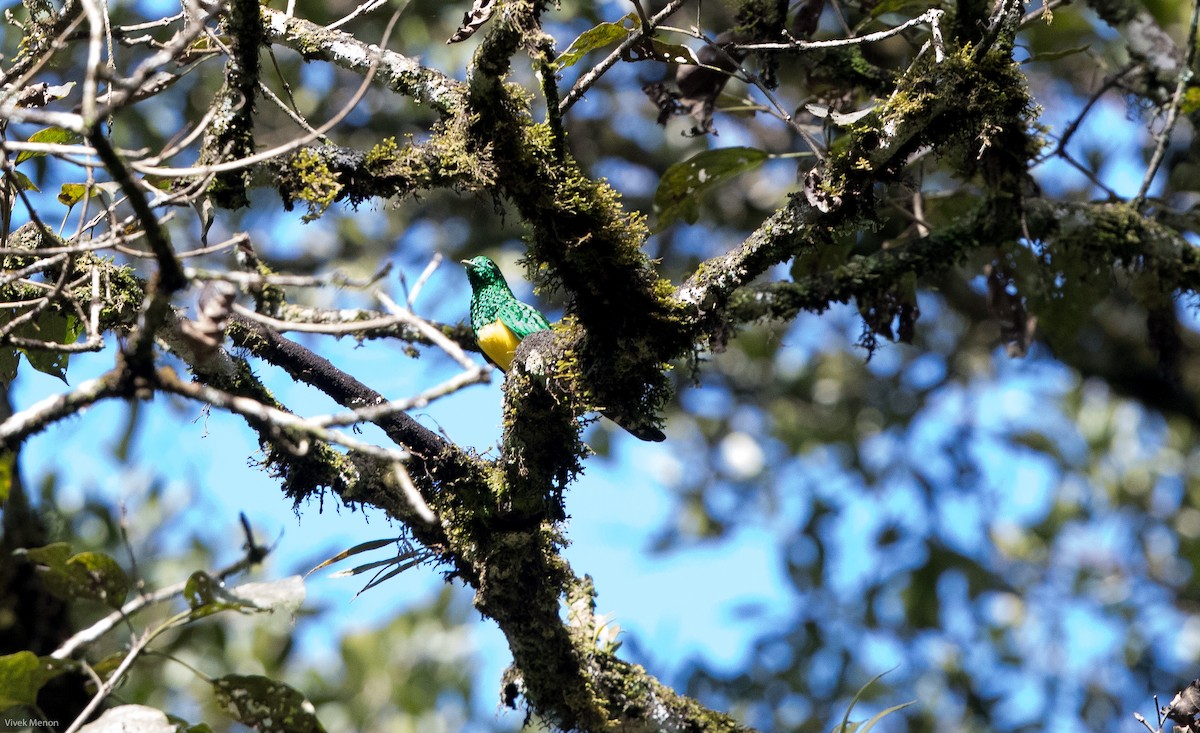 African Emerald Cuckoo - Vivek Menon