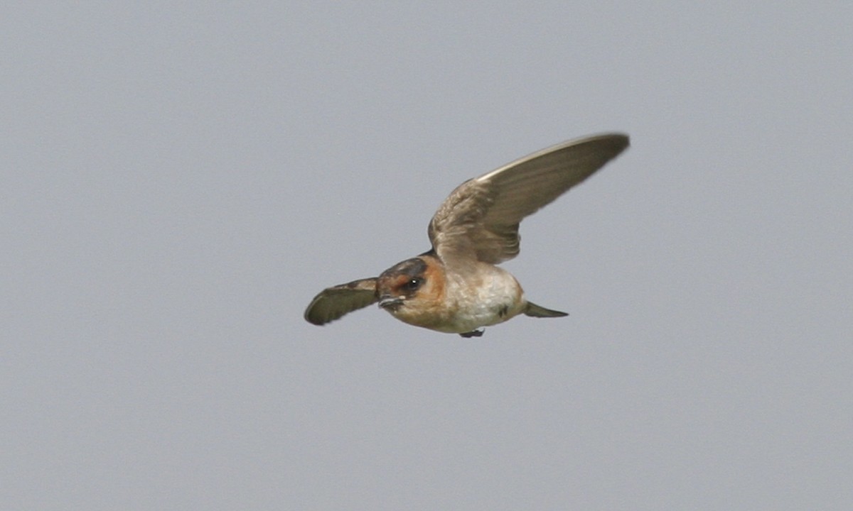 Cave Swallow (Texas) - ML127457761