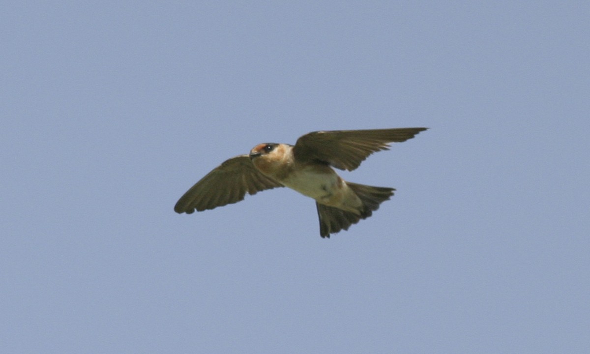 Cave Swallow (Texas) - ML127457851
