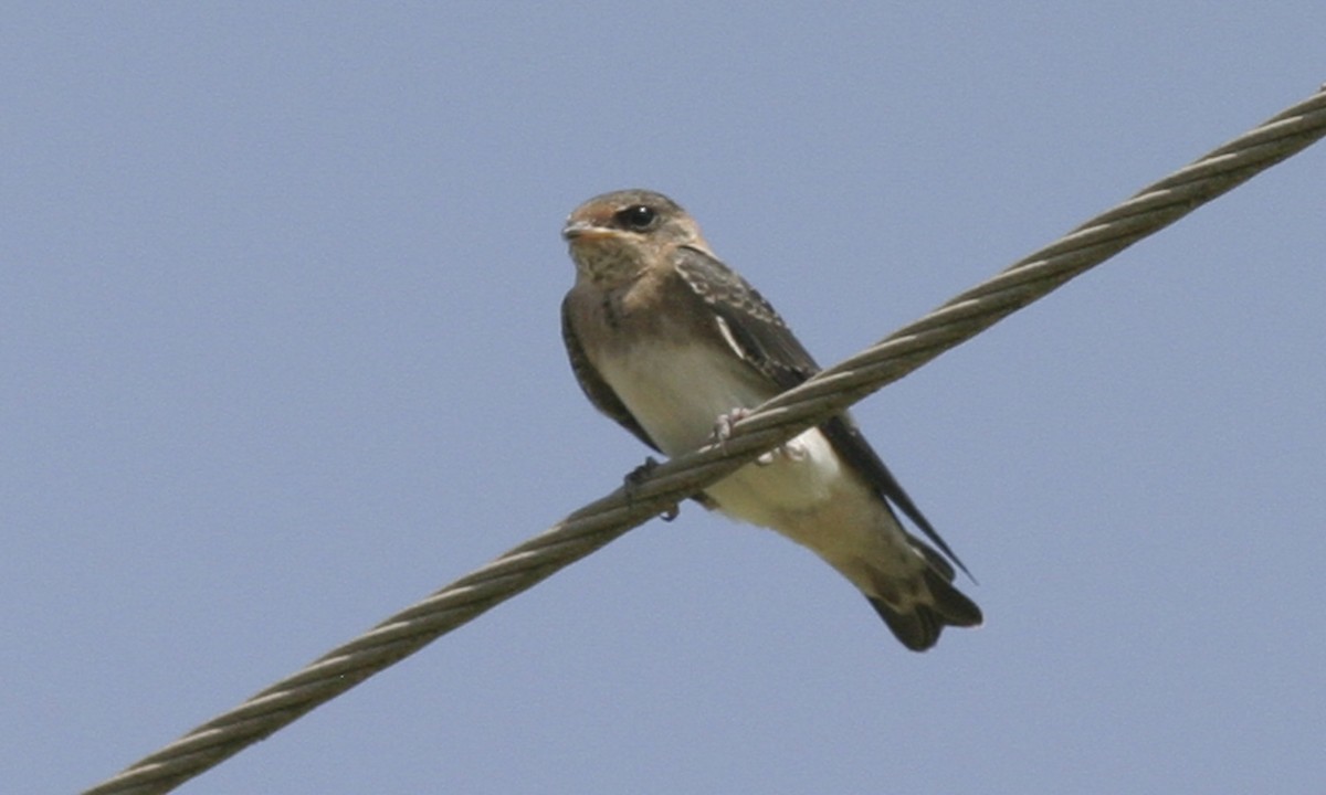 Cave Swallow (Texas) - ML127457861