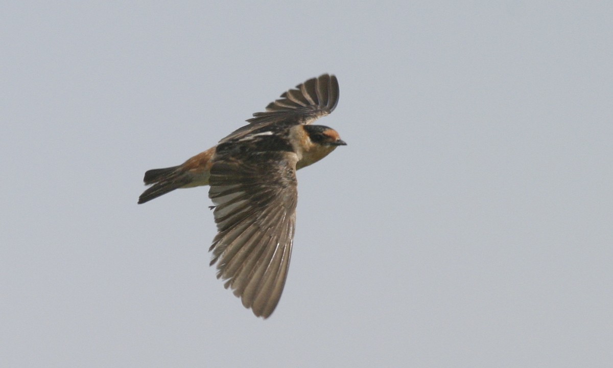 Cave Swallow (Texas) - ML127457871