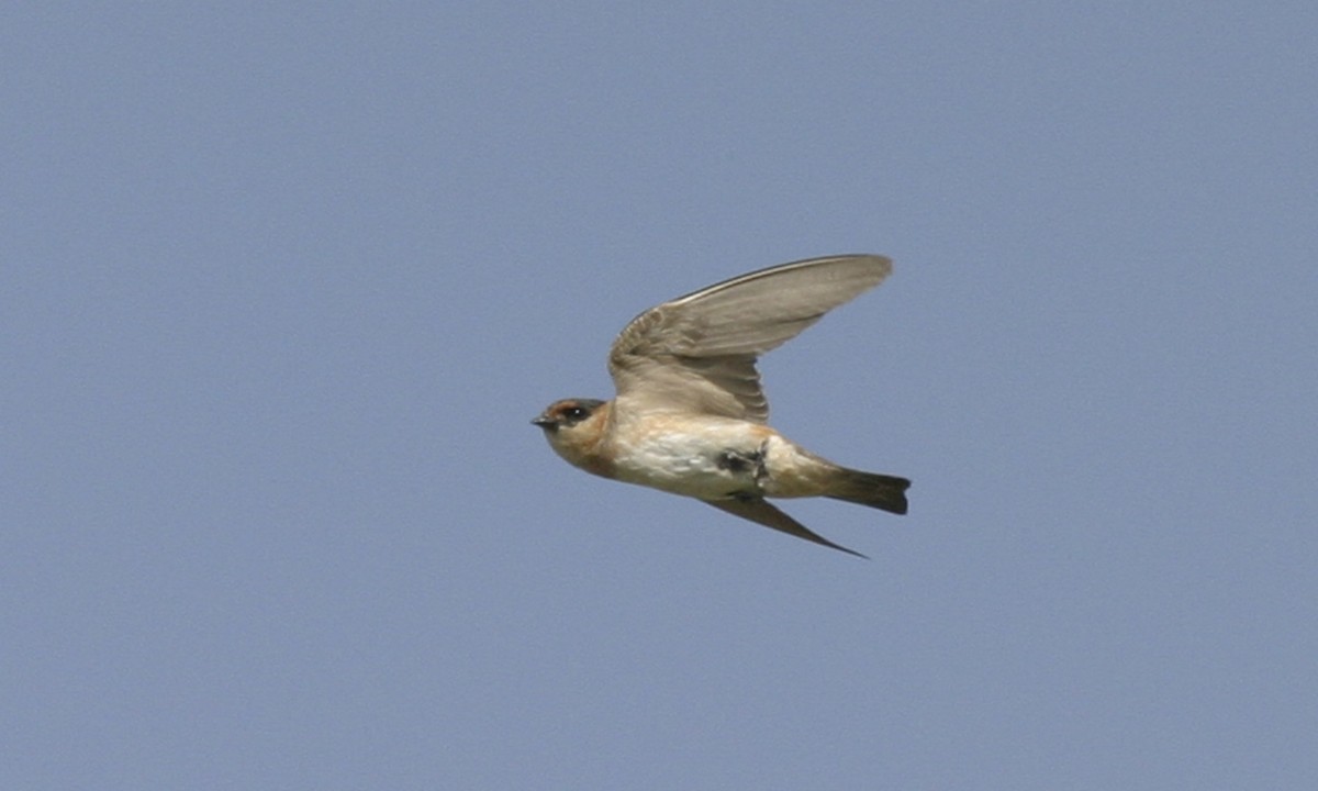 Cave Swallow (Texas) - Brian Sullivan