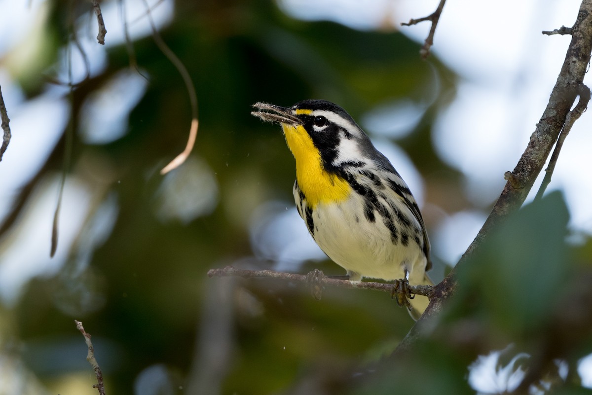 Yellow-throated Warbler - Melissa James