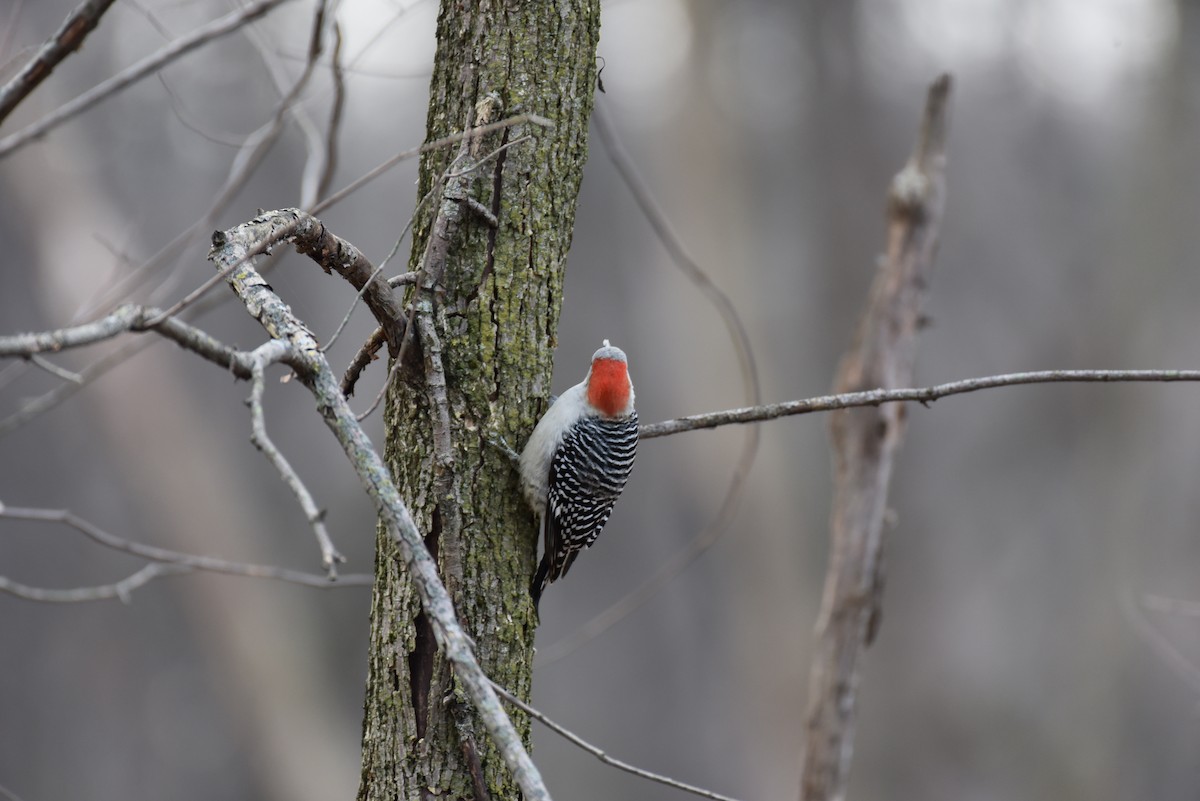 Red-bellied Woodpecker - Bryan Bakker