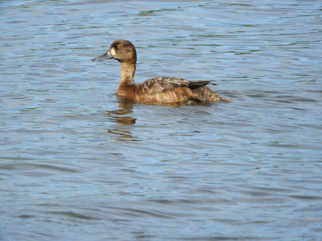 Greater Scaup - Max  Chalfin-Jacobs