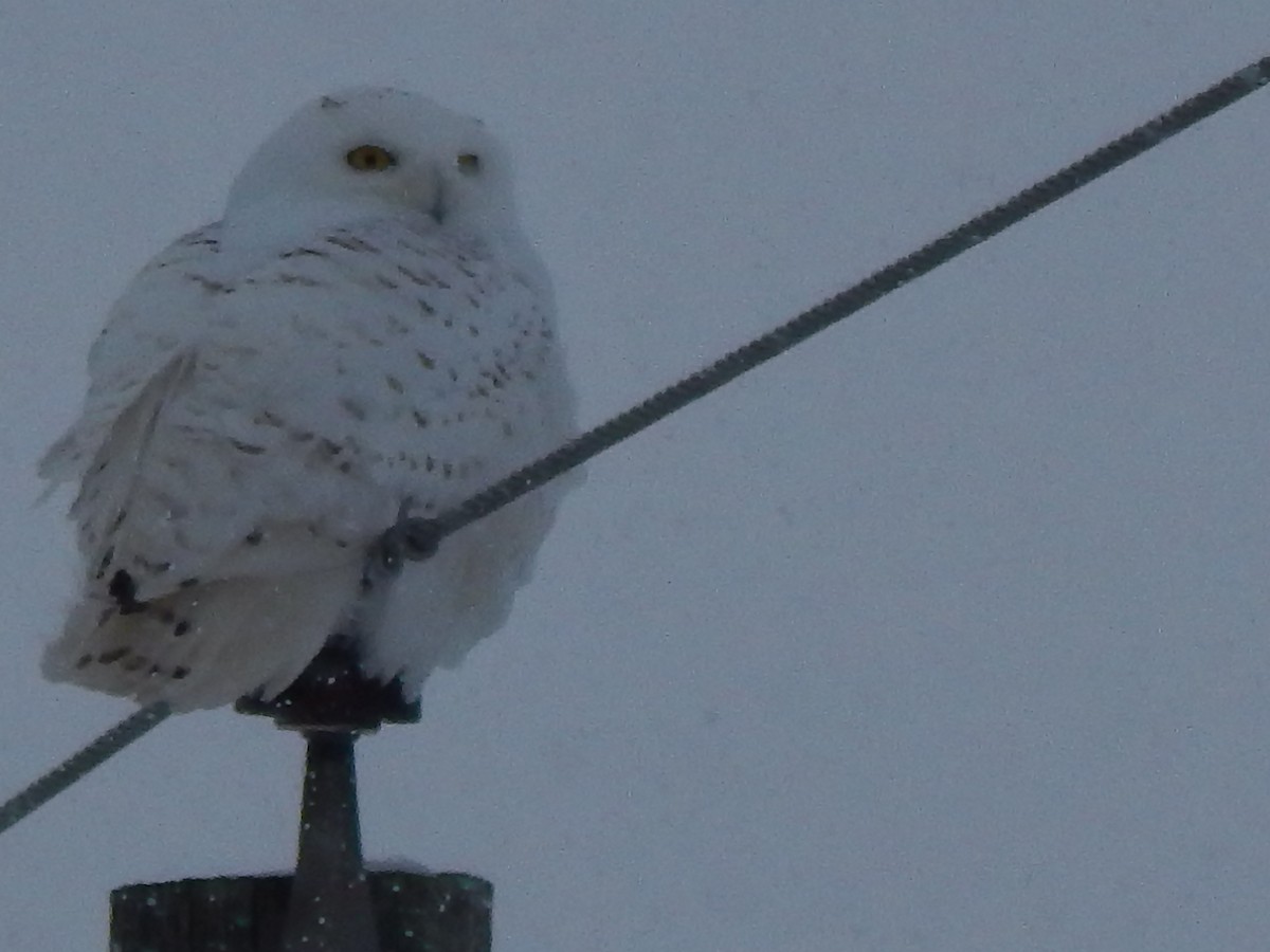 Snowy Owl - robert copeland