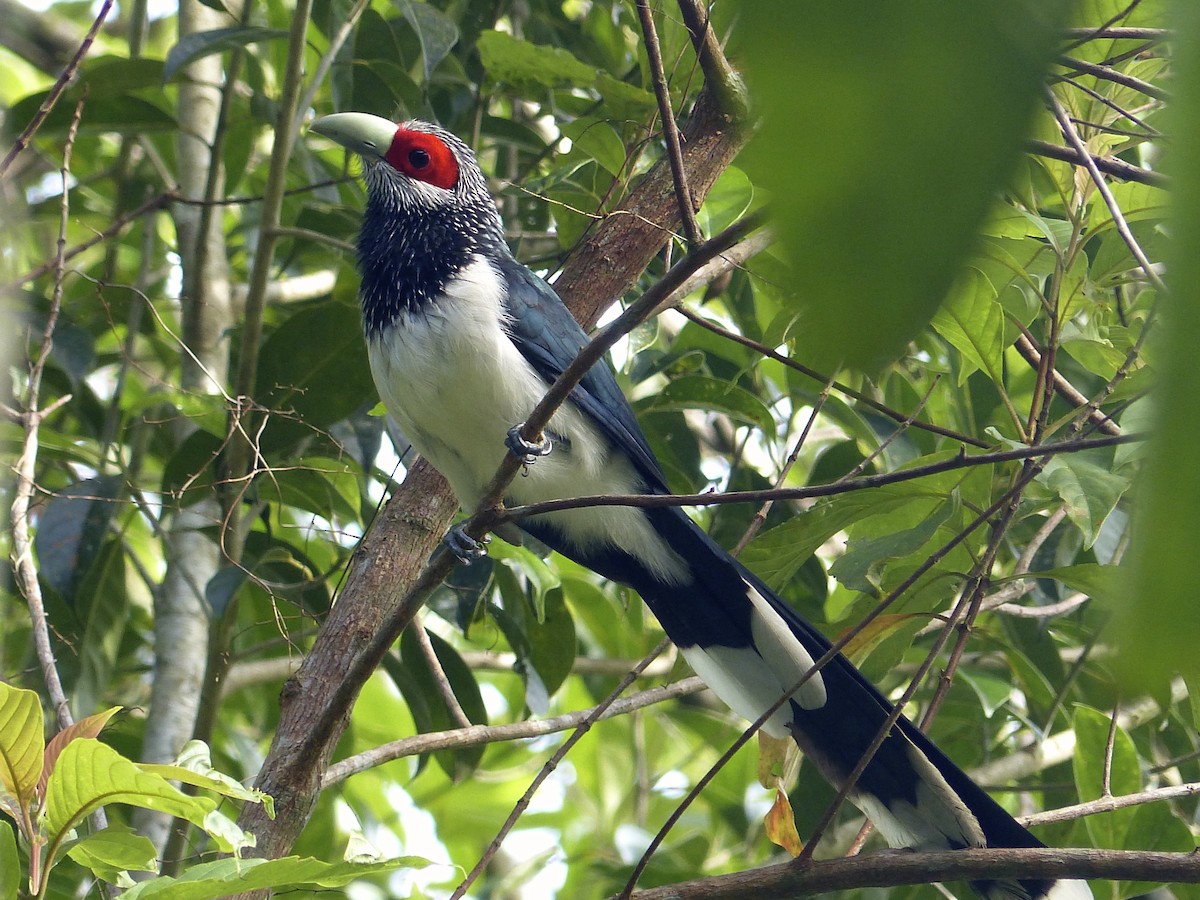 Red-faced Malkoha - ML127468721