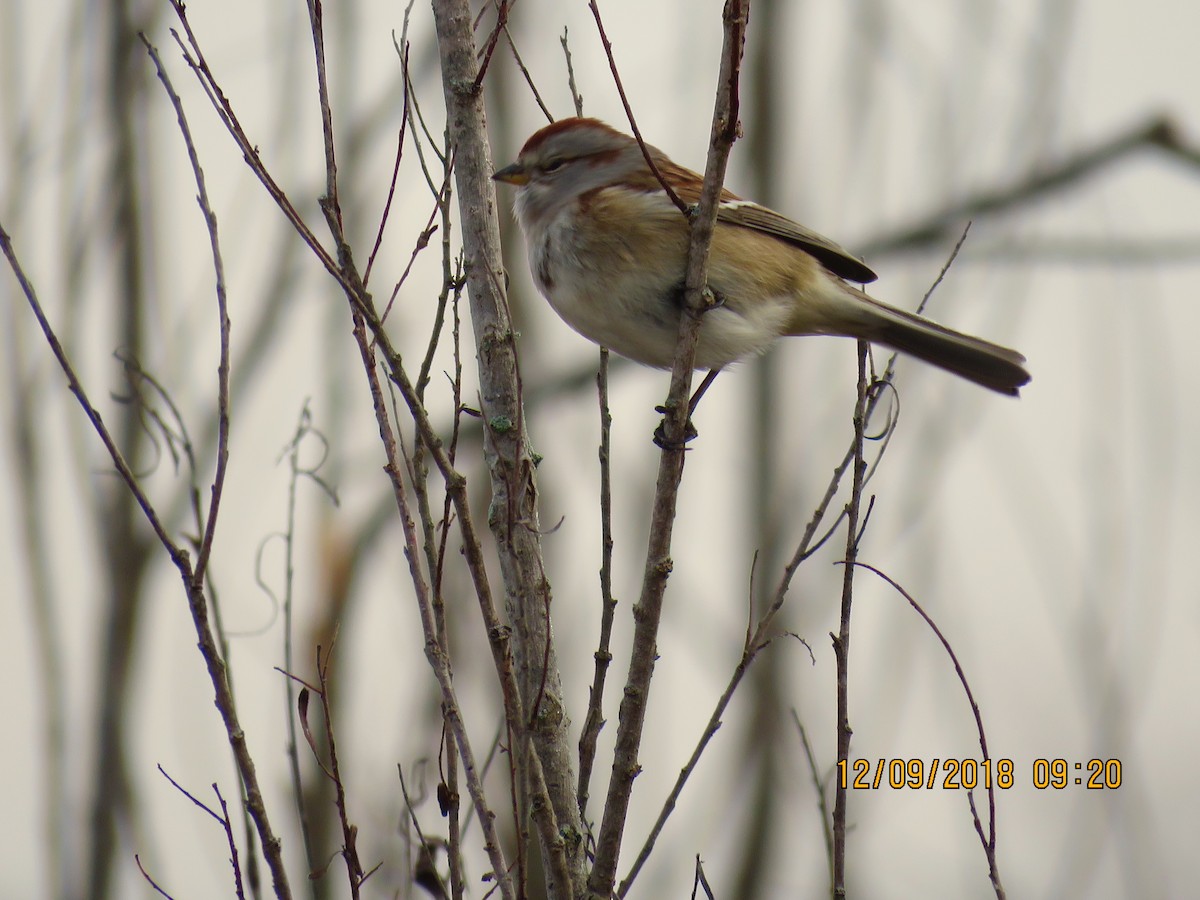 American Tree Sparrow - David Patick