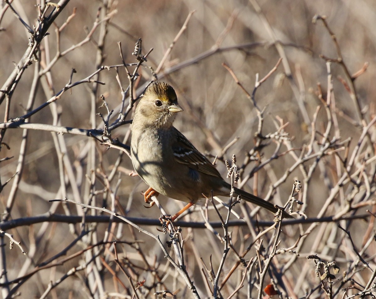 Golden-crowned Sparrow - ML127468941