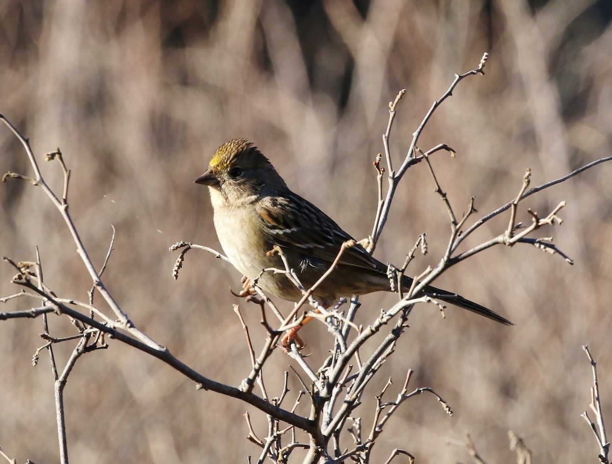 Golden-crowned Sparrow - ML127468951