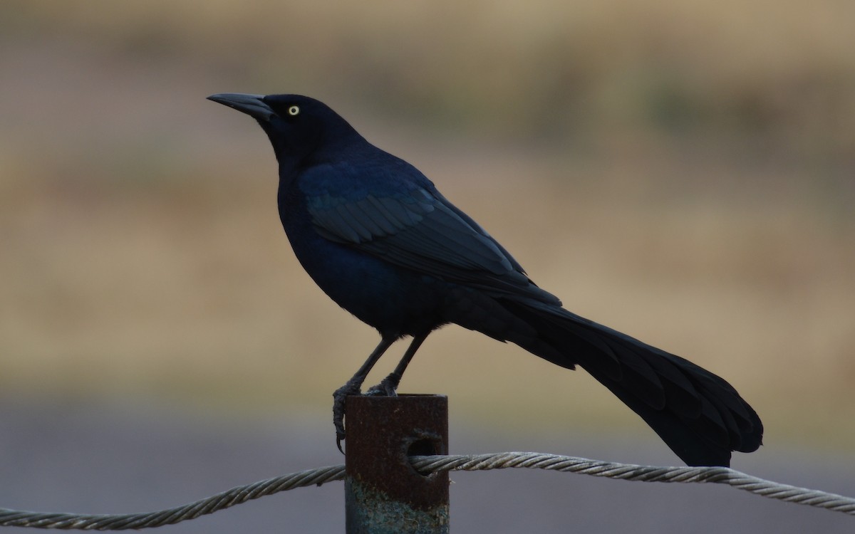 Great-tailed Grackle - ML127469151