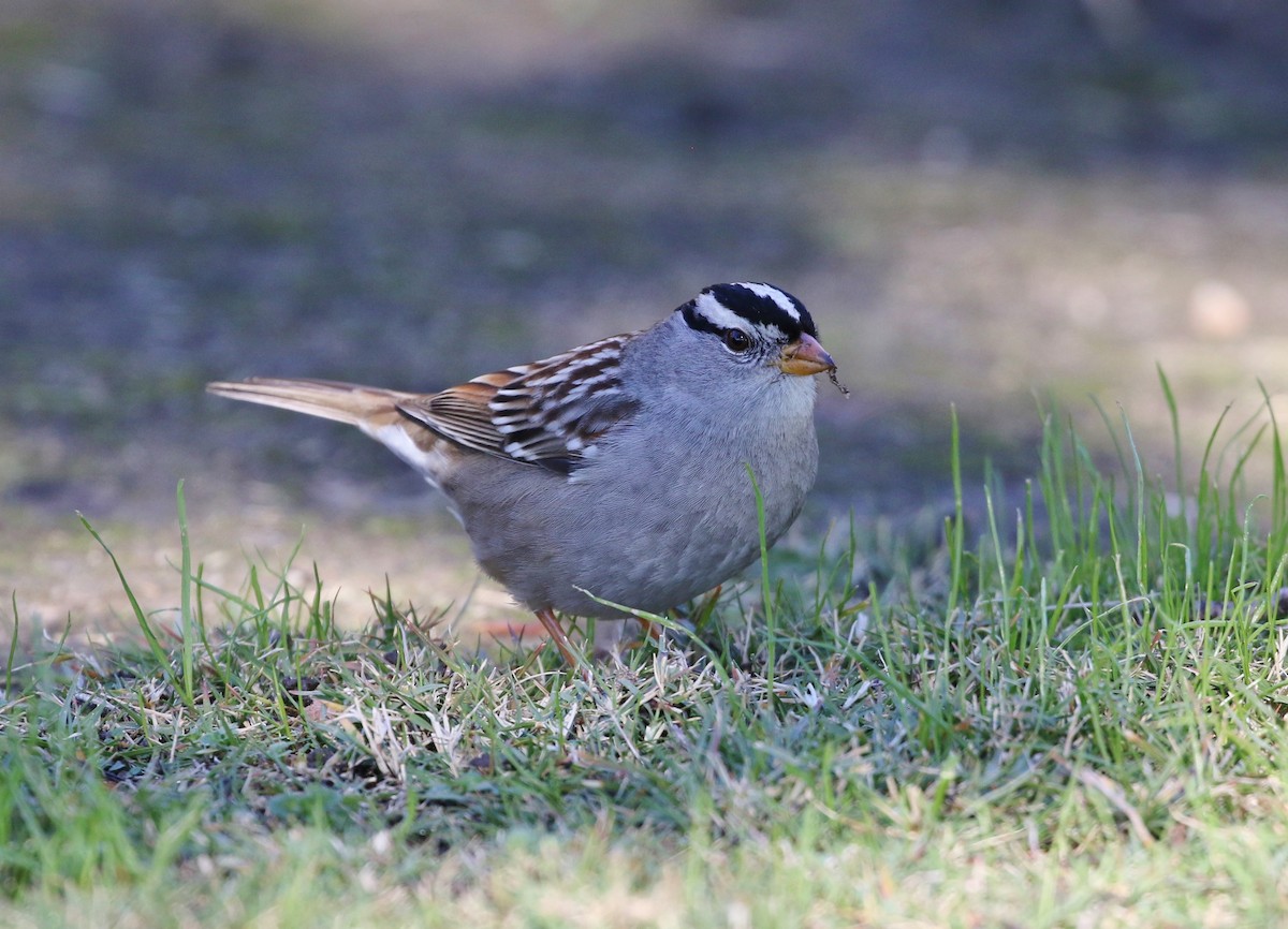 White-crowned Sparrow (Gambel's) - ML127469561