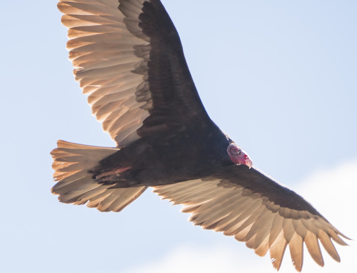 Turkey Vulture - ML127469601